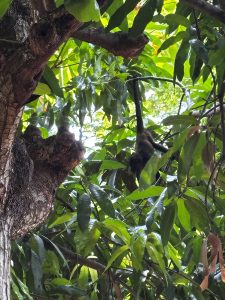 Wild howler monkey climbing through tropical trees near Villas Macondo in Tamarindo Costa Rica