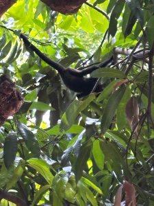 Wild howler monkeys resting in mango trees near Villas Macondo in Tamarindo Costa Rica